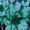Green Rose Paisley, variant on Roaman's Women's Plus Size Petite Plus Size Essential Stretch Ankle Length Pull-On Legging