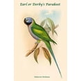 thumbnail image 1 of Palaeornis Derbianus - Earl or Derby's Parakeet-Fine Art Canvas Print (20" x 30"), 1 of 1