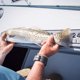 thumbnail image 2 of Regla para peces SeaDek 36, ruteada, 6 mm de grosor, textura cepillada, 2 of 4