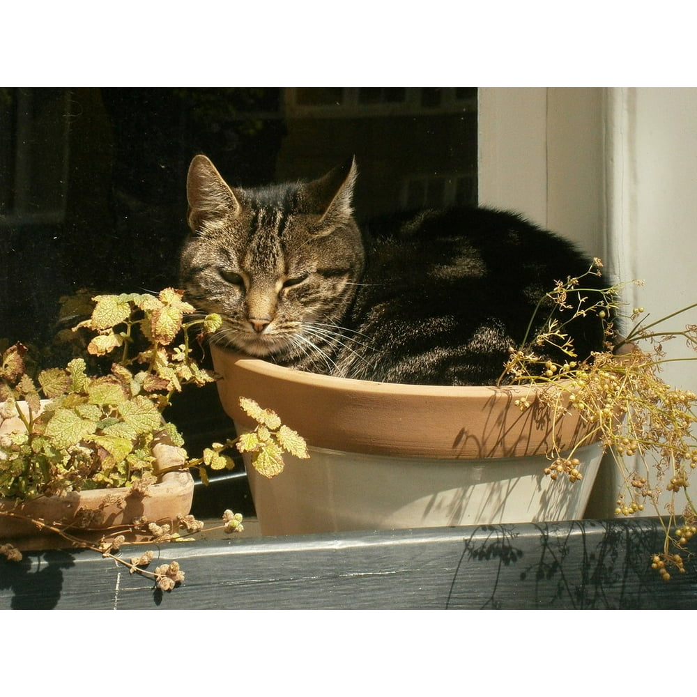 Flower Pot Pet Cat Relax Outdoor12 Inch BY 18 Inch