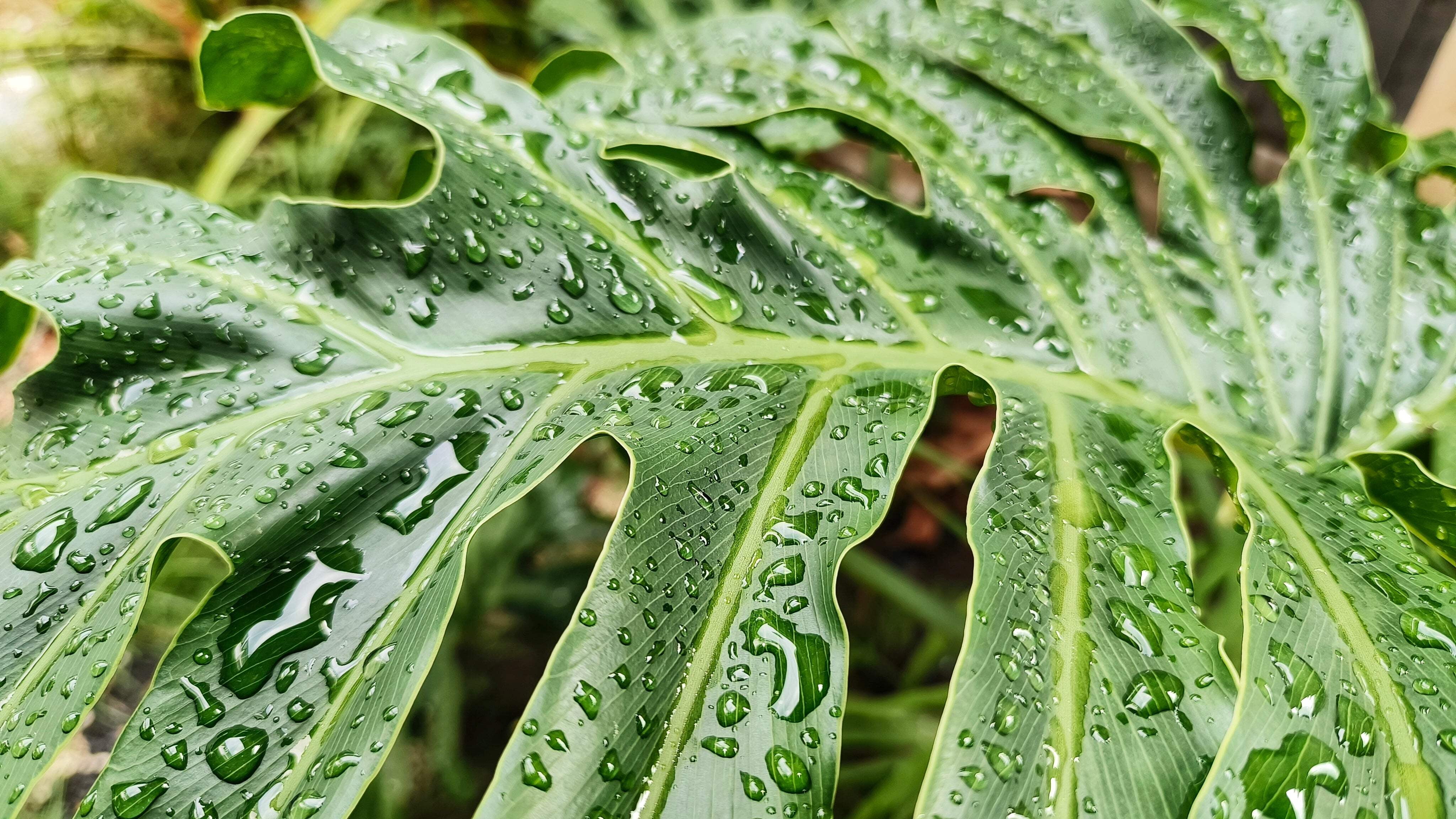 15 Seeds - Lacy TREE PHILODENDRON Split Leaf Cut-leaf Selloum House Plant  Seeds - Walmart.com
