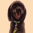 thumbnail image 4 of une Laisse De Chien Flche Violette Pour Collier D'animal De Compagnie, Corde De Traction Pour Animal De Compagnie De 2 Cm 120 Cm Avec Poigne, 4 of 5
