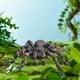 thumbnail image 3 of Figuras de realistas Accesorios de juguetes preescolares Juegos de juegos Figura de aprendizaje de plástico Figura de animal de simulación realista para suministros de fiesta Pequeña perfke Figuras de Araña, 3 of 9