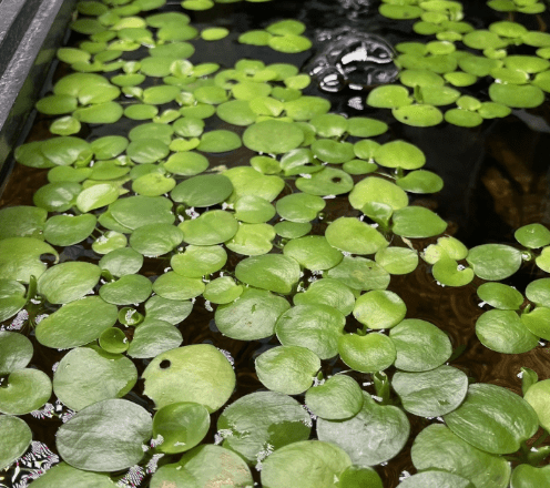 10+ Amazon Frogbit Live Aquarium Plants | 25+ Healthy Leaves | Floating Plant | Duckweed Free
