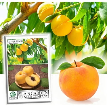Lovell Peach Tree Seeds for Planting, (Prunus persica), 2 Heirloom Seeds Per Packet Non GMO Seeds, Great Home Garden Gift