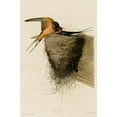 thumbnail image 2 of Vintage Apple Collection 17x24 White Modern Wood Framed Museum Art Print Titled - Barn Swallow, 2 of 4