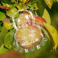 thumbnail image 3 of 2Pcs Vegetable Growing Decorative Melon Growth Reusable Fruits Shaper Gardening Tool, 3 of 8