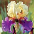 thumbnail image 2 of Violet Iris for Planting-(Non-Artificial)-No-fuss Cultivation & Fast Sprouting, Vivid Mixed Hues Blooms for Garden Scenery Decor, Bloom Year After Year, 2 of 7