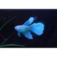 thumbnail image 5 of Methold Gel de sílice, pez falso suave, Flexible y realista, pequeño, para paisajismo, decoración de acuario decoración del acuario azul, 5 of 6