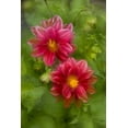 thumbnail image 2 of Bush, Marie 11x14 Black Ornate Wood Framed with Double Matting Museum Art Print Titled - USA, Washington, Whidbey Island Dahlia montage, 2 of 4