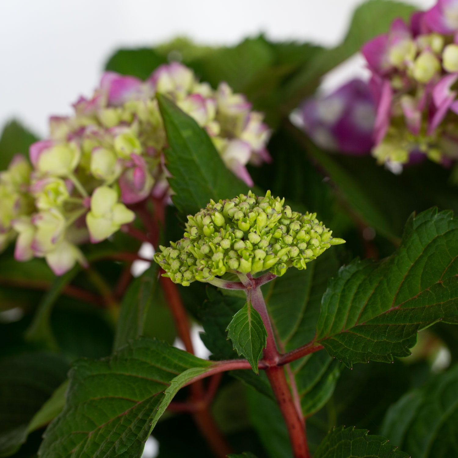 Endless Summer BloomStruck Reblooming Hydrangea Live Shrub in 2-Gallon Grower Pot