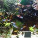 thumbnail image 4 of unbranded Plataforma Para Reptiles Con Superficie Antideslizante Y Material, 4 of 8