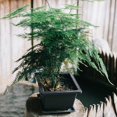 thumbnail image 4 of kurtrusly Nursery Pot Planting Containers Accessories Plastic Plants Container Plant Pots Gardening Accessory with Drain Design Type 4 1Set, 4 of 6