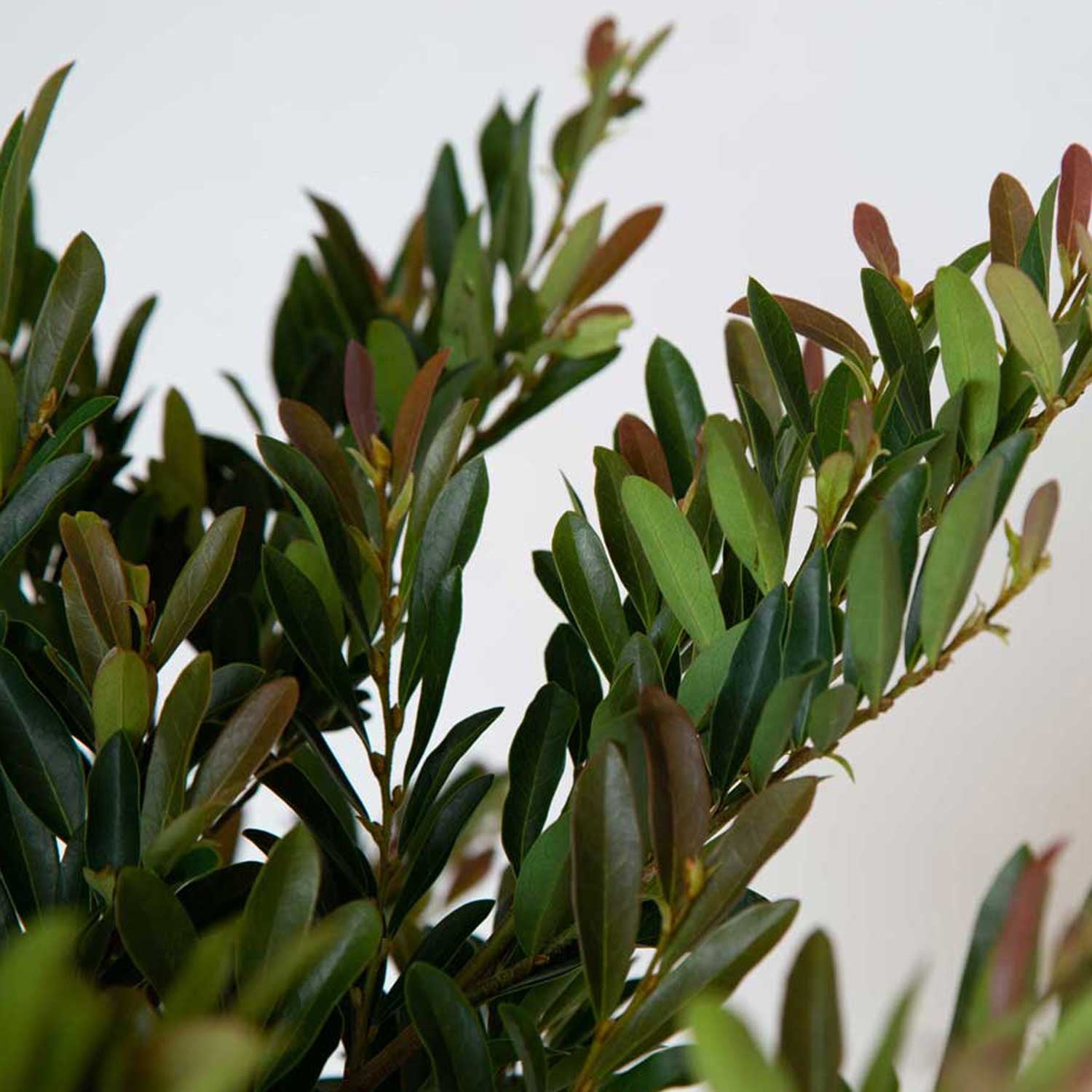 Southern Living Cast in Bronze Distylium Live Shrub in 2-Gallon Grower Pot