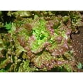 thumbnail image 2 of Prizehead Lettuce Seeds - 1000+ Non-GMO Heirloom Seeds, Lactuca sativa, (Isla's Garden Seeds), 85% Germination Rate, Perfect for Home Gardens & Gifts, 2 of 7