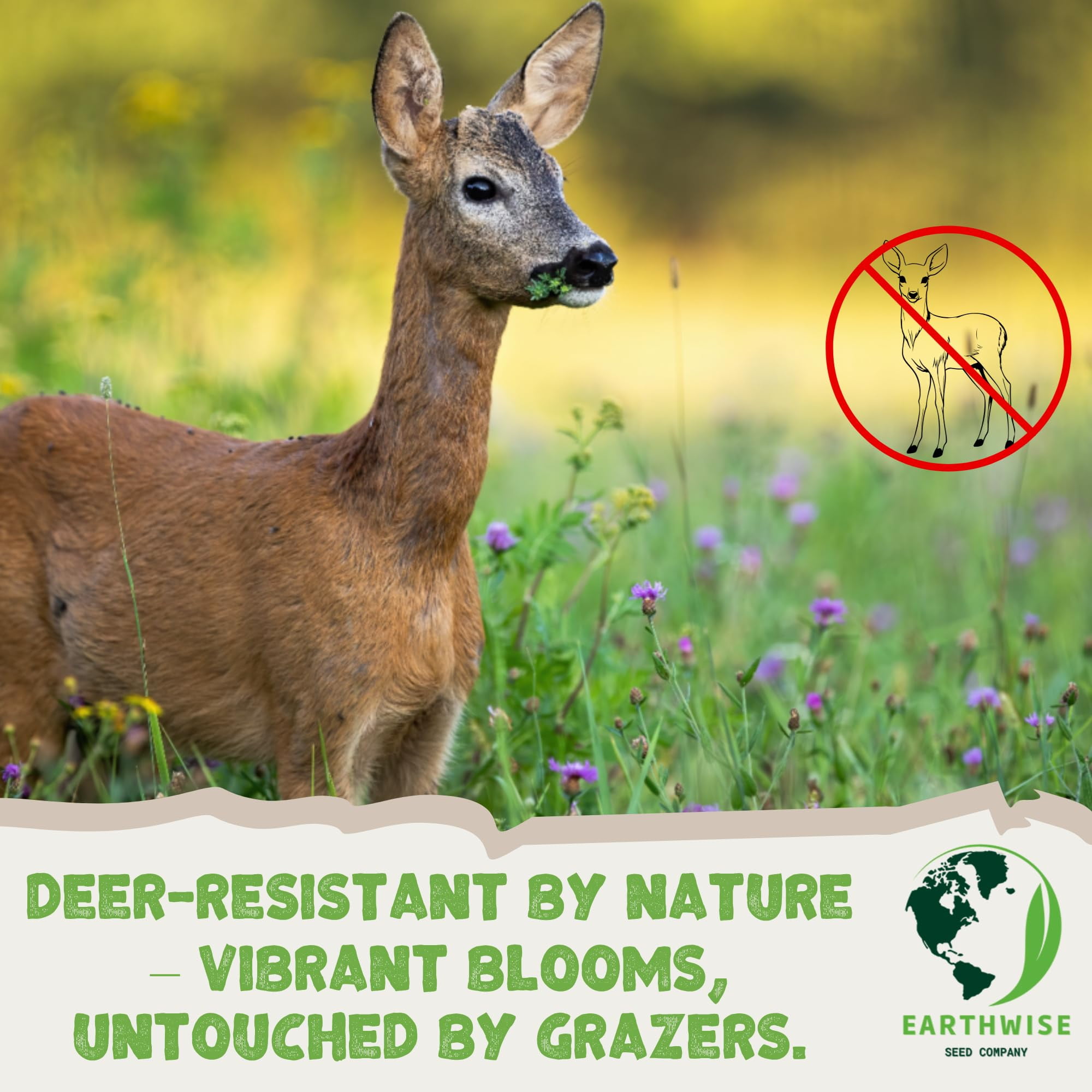 Earthwise No Deer Here Wildflower Mix, 1/2 lb, Deer-Resistant, Easy-Grow Wildflower Seeds, Covers 750 Sq. ft.