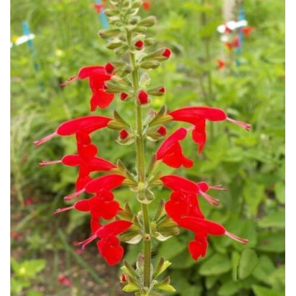 Scarlet Sage Seeds/ Perennial/ Full Sun/ 80K Seeds 1/4 lb/ Zellajake Farm and Garden - B134