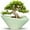 Green(13.46in), variant on 12 inch Ceramic Shallow Large Planter -Modern Ceramic Pot with Drainage, Shallow  Succulent Pots for Plants Watering Bonsai Trees, Housewarming Gift ,Blue