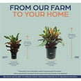 thumbnail image 4 of Nature's Way Farms Croton Mamey Live Plant (25-30 in. Tall) in Grower Pot, 4 of 4