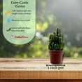 thumbnail image 3 of BubbleBlooms Acanthocereus tetragonus, Fairy Castle Cactus- 2 Inch Pot, 3 of 9
