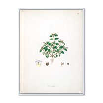 Designart 'Ancient Plant Life XIII' Farmhouse Framed Canvas Wall Art Print