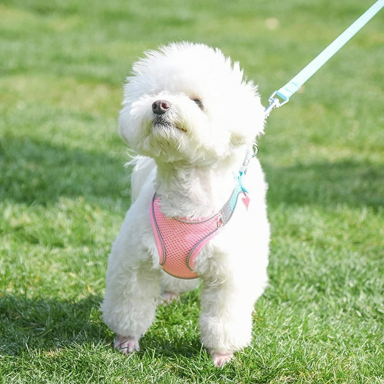 No choke small dog harness hotsell
