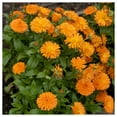 thumbnail image 4 of Everwilde Farms - 500 English Marigold Garden Flower Seeds - Gold Vault Jumbo Bulk Seed Packet, 4 of 5
