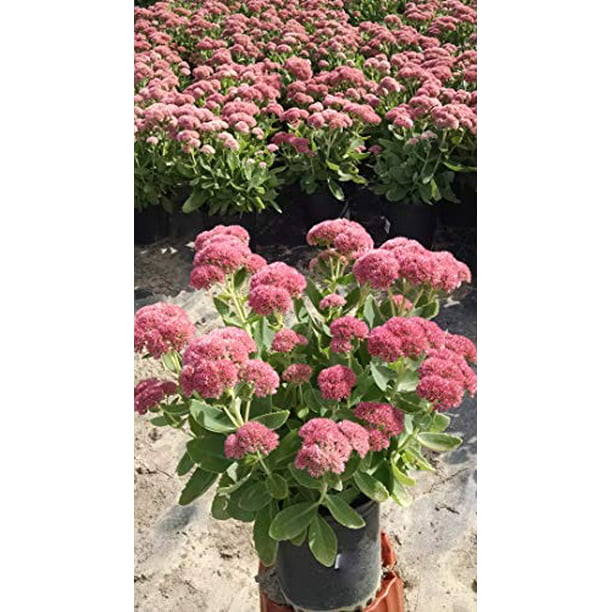 Sedum Spectabilis Autumn Joy Stonecrop Perennial Pink Flowers 1 Size Container Walmart Com Walmart Com