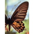 thumbnail image 1 of Pre-Owned The Butterfly Alphabet (tr Pb) (Paperback) 0439079470 9780439079471, 1 of 1