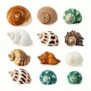 WuPing Hermit Crab Habitat, 12 Pcs Hermit Crab Shells, Natural Sea Conch, 1.6"-3.2", Growth Turbo for Crabs, Terrarium Supplies