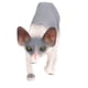 thumbnail image 2 of Cat Figurines, Environmental Protection Hairless Cat Model Small For Home Decoration For Kids Toy ANGGREK EE2013, 2 of 8