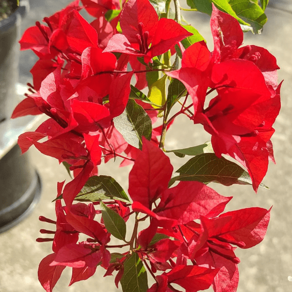 Red Bougainvillea Plant Live for Planting, Ornamental Flower Plant for Outdoor 6 to 8 Inch Tall