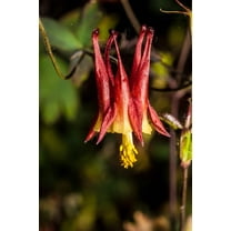 100 WILD/ CANADIAN COLUMBINE Aquilegia Canadensis Flower Seeds