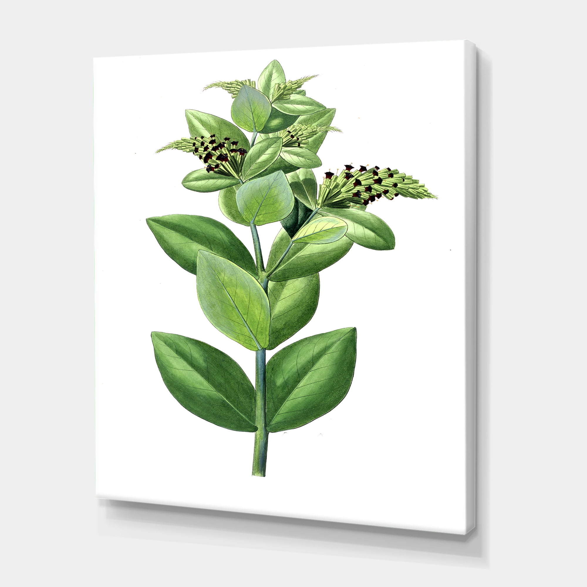Ancient Green Leaves Plants VI 16 in x 32 in Painting Canvas Art Print, by Designart