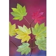 thumbnail image 2 of Paulson, Don 17x24 White Modern Wood Framed Museum Art Print Titled - OR, Willamette NF Vine maple leaves in autumn, 2 of 4