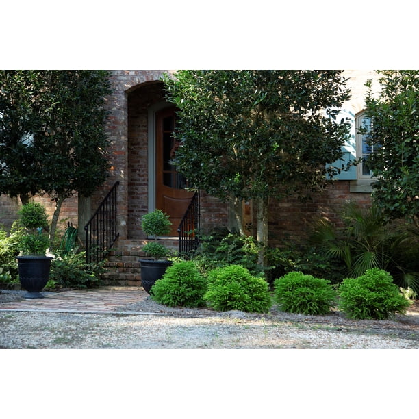 Southern Living Dragon Prince Cryptomeria Live Shrub in 2-Gallon