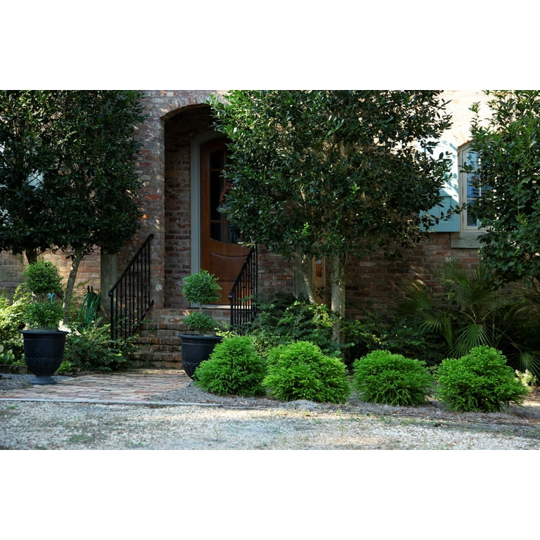 Southern Living Dragon Prince Cryptomeria Live Shrub in 2-Gallon