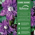 thumbnail image 3 of Clematis Multi Blue - 4 Live Starter Plants in 2 Inch Growers Pots - Starter Plants Ready for The Garden - Rare Clematis for Collectors, 3 of 6