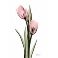 thumbnail image 2 of Koetsier, Albert 13x18 White Modern Wood Framed Museum Art Print Titled - Annie Tulip, 2 of 4