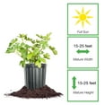 thumbnail image 2 of 3 Gallon Kadota Fig Tree, 2 of 6