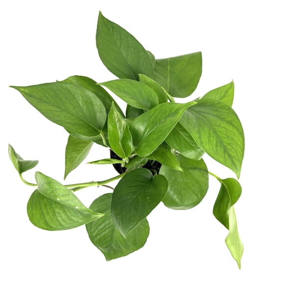 Green Queen Pothos Epipremnum Aureum Live Plants in 4in Pot, Easy Air Purifying Trailing House Plants