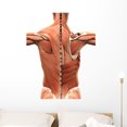 thumbnail image 1 of Muscular Anatomy Back Wall Mural by Wallmonkeys Peel and Stick Graphic (36 in H x 29 in W) WM189498, 1 of 4