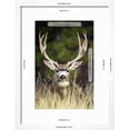 thumbnail image 3 of Mule Deer Buck, Animals Botanical Scenic Framed Art Print Wall Art Sold by Art.Com, 3 of 6
