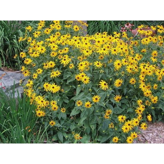 Black Eyed Susan Nice Garden Flower 2,000 Seeds