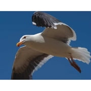 Electronic Bird Repeller,9 in H,9 in W BB-PRO