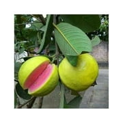 BULYAXIA Guava Tree Plant - 1 Gallon (Psidium guajava)