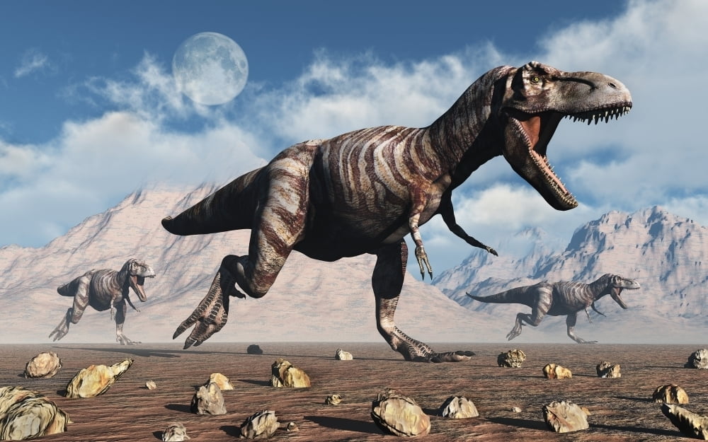 A pack of T-rex dinosaurs hunting during Earth's Cretaceous period. Poster Print by Mark