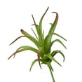 thumbnail image 3 of Mainstays 6" Artificial Green with Red Tips Air Plant Pick, 3 of 5