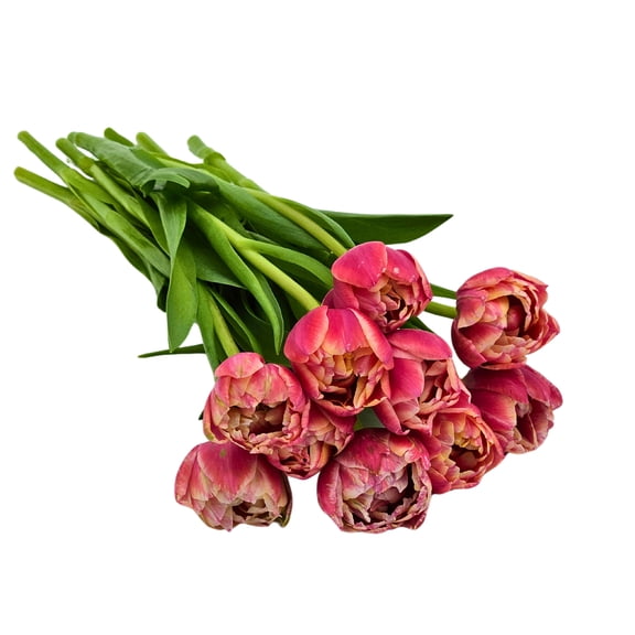 KaBloom - BH Collection- 10 PINK PEONY TULIPS With Vase- Gift for Every Occasion.