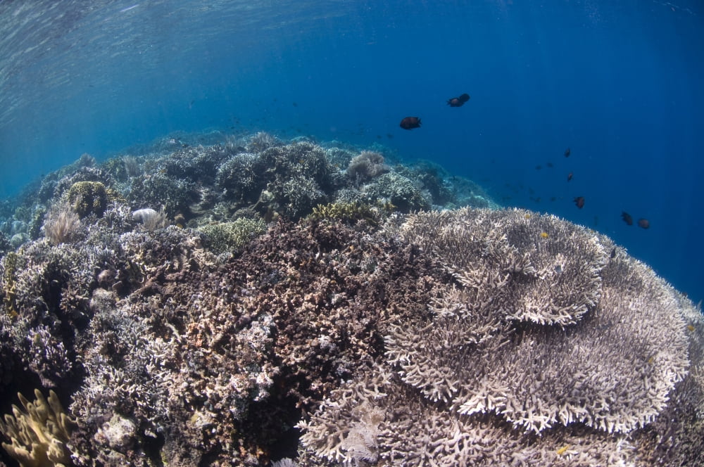 Shallow Coral Reef In Bunaken Marine Park, North Sulawesi, Indonesia 